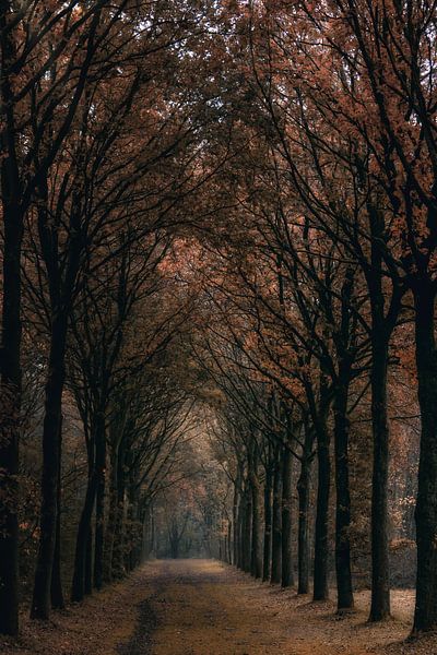 Forest avenue in autumn colours , the Tillegembos by Rik Verslype