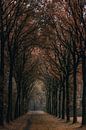 Forest avenue in autumn colours , the Tillegembos by Rik Verslype thumbnail