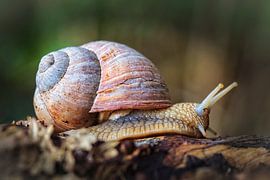 Vineyard Snail by Rob Boon