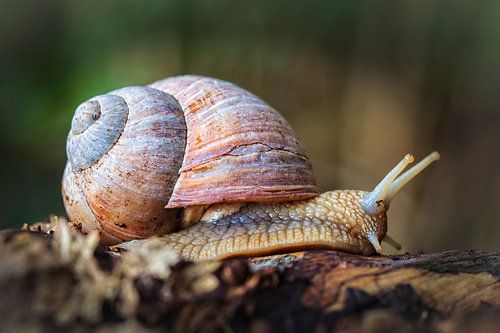 Weinbergschnecke