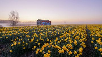 Des jonquilles sur la Leeweg à Noordwijk sur Dirk van Egmond