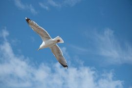 Flying seagull by Angelique De Turck