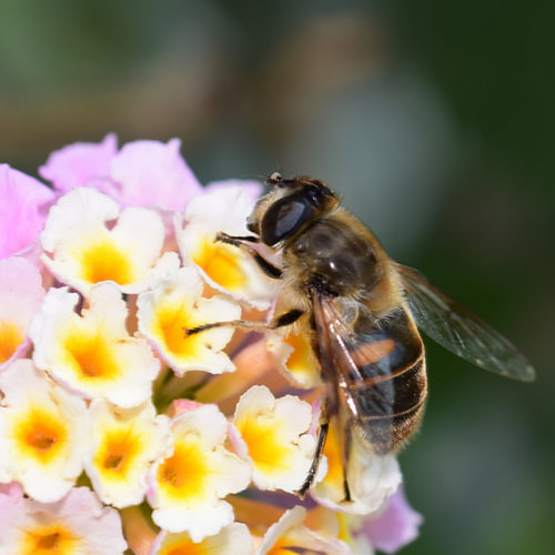 Abeille aveugle