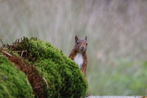 Eekhoorntje, wat zie je daar?