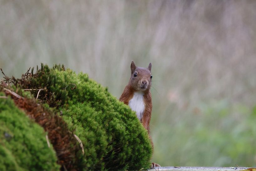 Eichhörnchen, was siehst du da? von N M foto