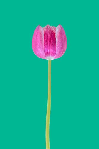 Iconische tulp 3.