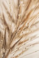 Natural abstraction: Drops on grass plume