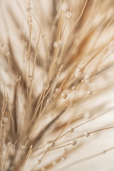 Natural abstraction: Drops on grass plume by Marjolijn van den Berg