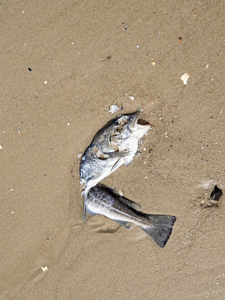 Dead cod on the beach by Katrin May
