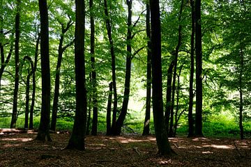 Dans la forêt d'été sur Ostsee Bilder