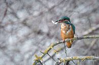 Eisvogel mit Beute von Daniel Elfert Miniaturansicht
