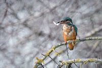 Eisvogel mit Beute