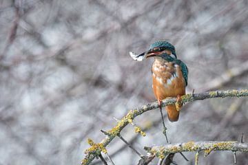 Kingfisher with prey by Daniel Elfert