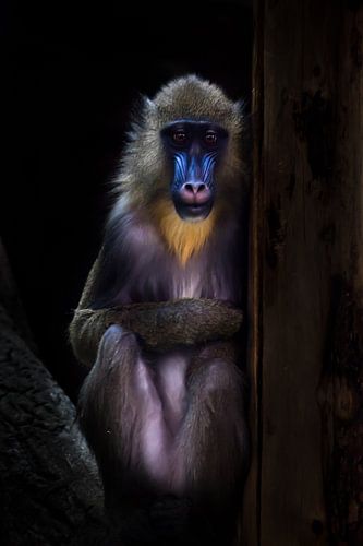 Een madrillaap met een blauw gezicht en gouden haren zit bescheiden in het donker, haar bescheiden v