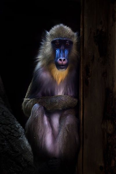 Ein verrückter Affe mit blauem Gesicht und goldenem Haar sitzt bescheiden im Dunkeln, ihre bescheide von Michael Semenov