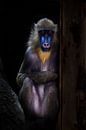 Ein verrückter Affe mit blauem Gesicht und goldenem Haar sitzt bescheiden im Dunkeln, ihre bescheide von Michael Semenov Miniaturansicht