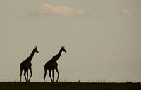 Giraffen silhouetten van Sharing Wildlife thumbnail