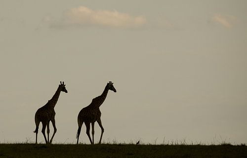 Giraffen silhouetten