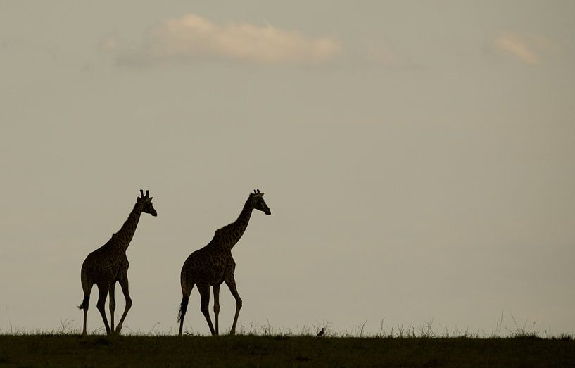 Giraffen silhouetten van Sharing Wildlife