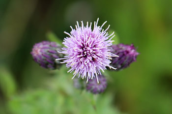 Blüte einer Distel umgeben von Knospen