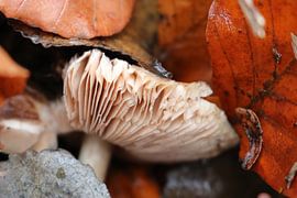 Seitenpilz von Rosalie Broerze