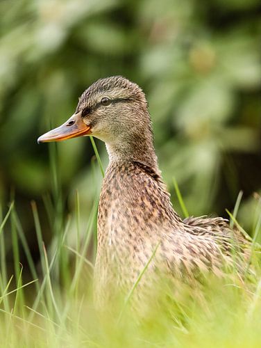 Eine Ente im Grünen