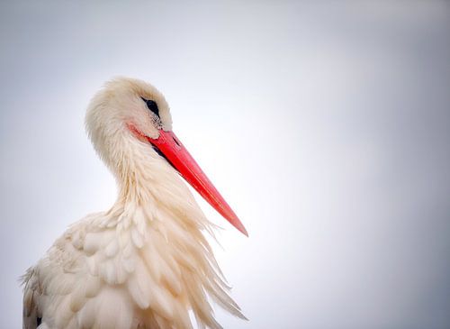 Portret van een ooievaar