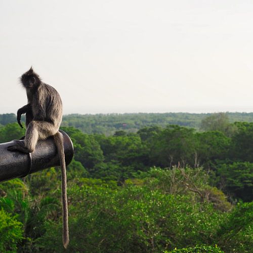 Singe sur un canon