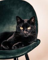Schwarze Katze auf grünem Stuhl