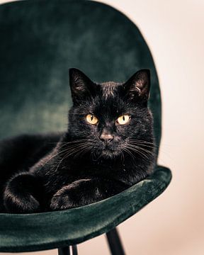Zwarte kat op groene stoel van Sander Spreeuwenberg