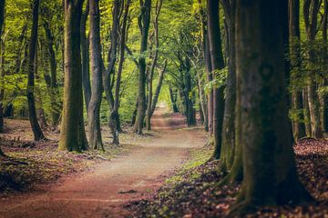 Sandiger Weg durch sommergrünen Wald von Fotografiecor .nl