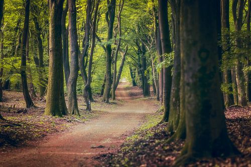Sandy path through summer green forest