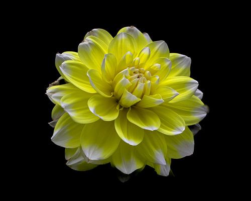 Dahlia pinnata (yellow)