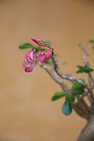Roze bloem