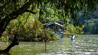 Catamaran in het riet by Merijn Koster thumbnail