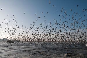 Seagulls in Scheveningen - The Netherlands