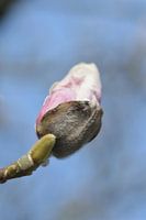 rosa Blume zum Baum