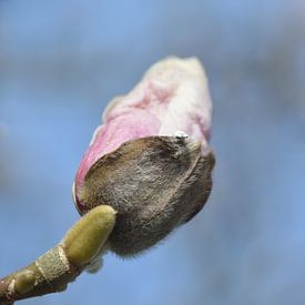 roze bloem aan boom van Jeffry Clemens