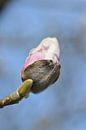 rosa Blume zum Baum von Jeffry Clemens Miniaturansicht