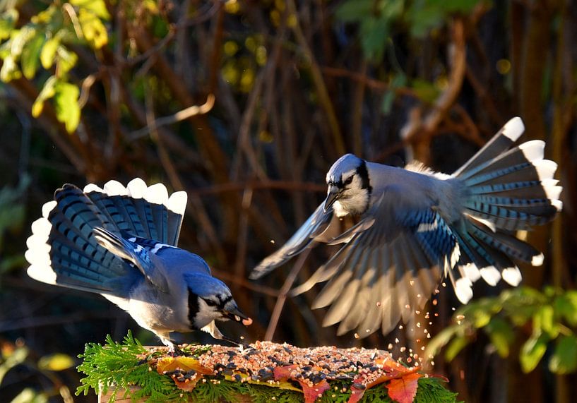 Blue jays eating from the garden by Claude Laprise