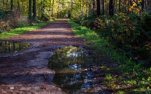 Vanlooydreef Westerlo