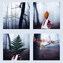 Wald Quartett 022 von Oliver Henze Miniaturansicht