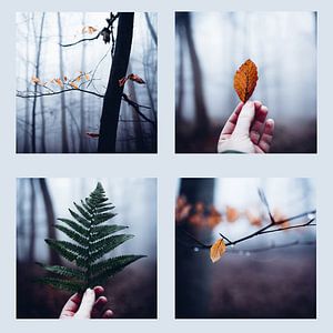 Wald Quartett 022