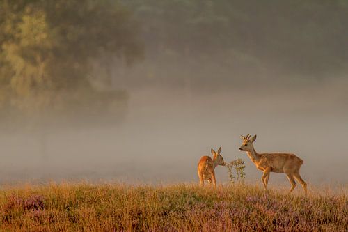 Un cerf dans le brouillard