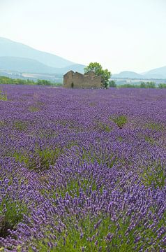 Lavender fields in Provence by Willem Holle WHOriginal Fotografie