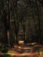 chemin forestier