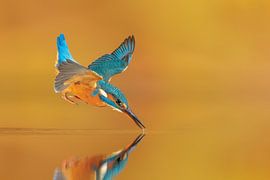 The touch ... van Wim Hufkens