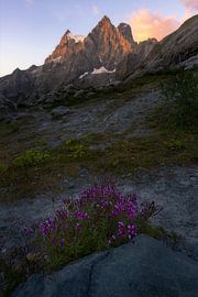 Sonnenaufgang im Nationalpark der Écrins in den französischen Alpen mit violetten Blumen im Vordergr von Jos Pannekoek