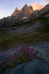 Sonnenaufgang im Nationalpark der Écrins in den französischen Alpen mit violetten Blumen im Vordergr