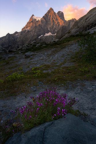 Zonsopkomst in nationaal park de Écrins in de Franse Alpen met paarse bloemen in de voorgrond.